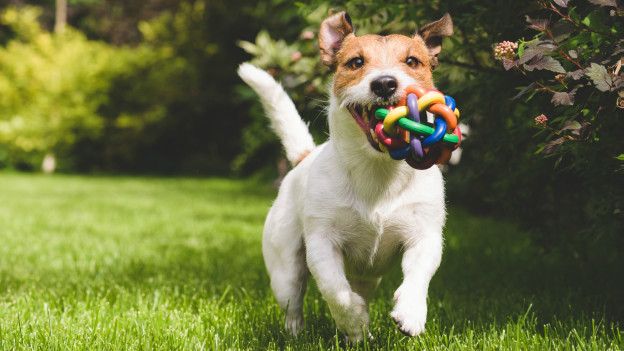 Perro corriendo con una pelota