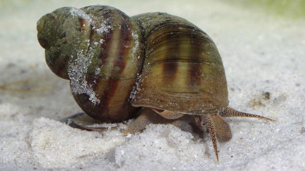 Caracol de agua dulce
