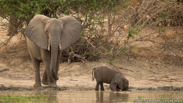 Bebé elefante con su mamá. Francois Borman / Cater News