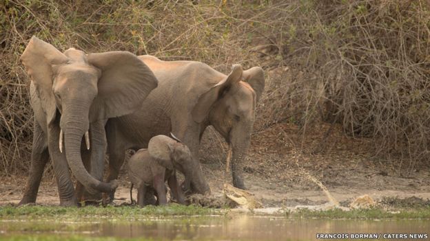 Elefantes. Francois Borman / Cater News