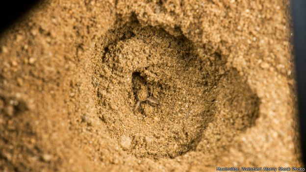 Cueva de una hormiga león