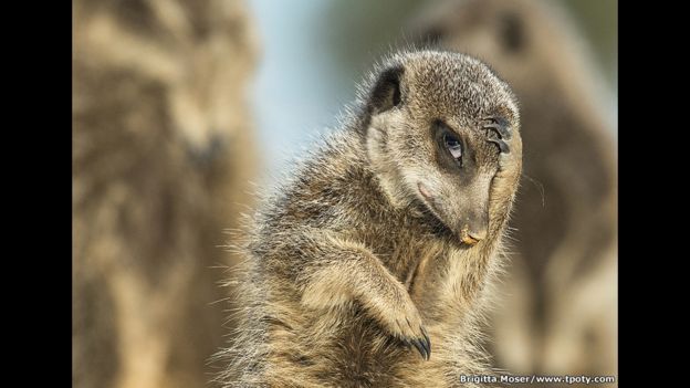 Suricata en la mañana en Little Karoo, Sudáfrica. Brigitta Moser