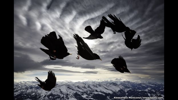Chovas piquigualdas volando. Alessandra Meniconzi 