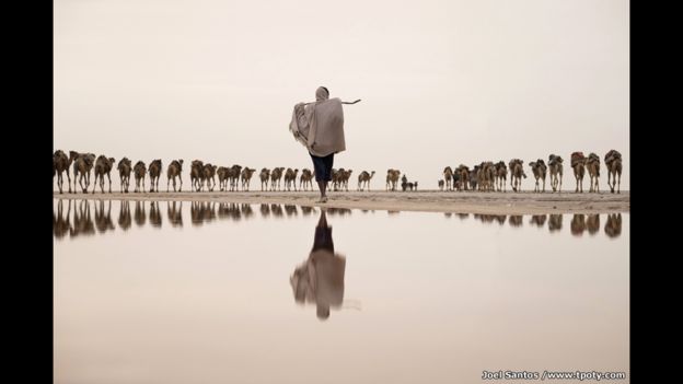 Minero de sal lleva una caravana de camellos. Joel Santos 