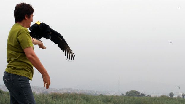 Letty Salinas liberando a un gallinazo