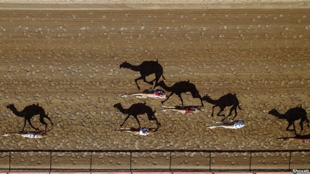 Carrera de camellos en Dubai