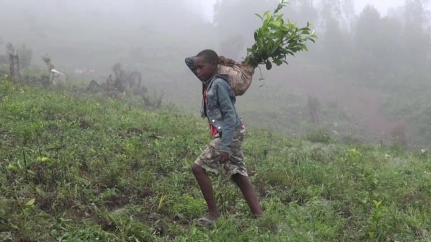 Niño trabaja en plantación de té de la Iglesia en Kabale, Uganda.