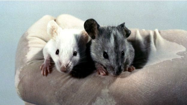 Ratones
