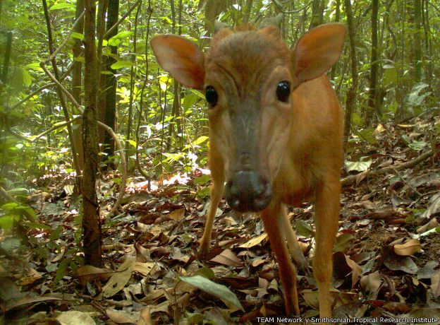 Este duiker de Ogilby (Cephalophus ogilbyi)
