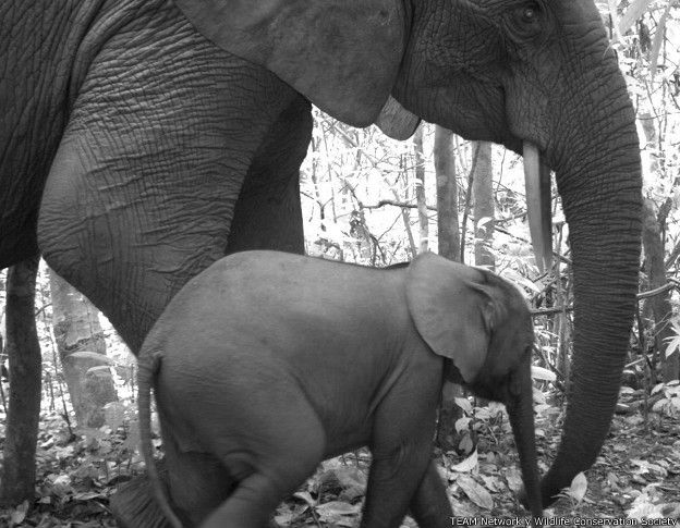 El elefante africano (Loxodonta africana)