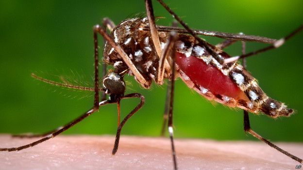Aedes Aegypti