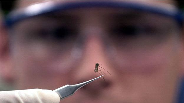 Científico estudiando mosquito