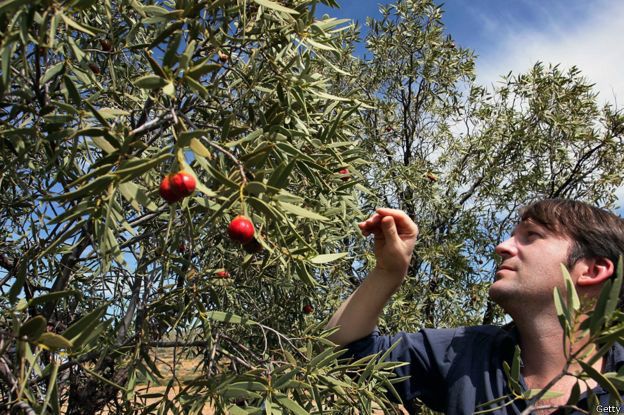 René Redzepi buscando ingredientes en el bosque