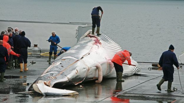Ballena
