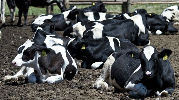 Vacas
