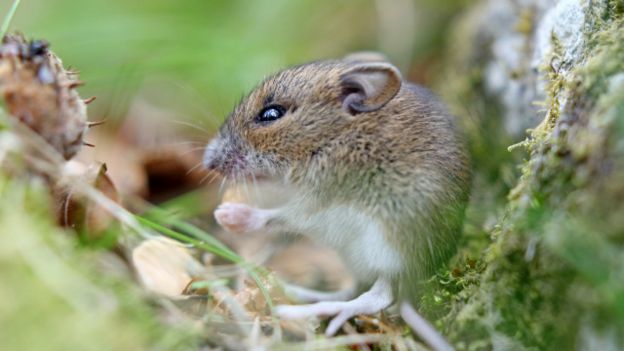 Ratón