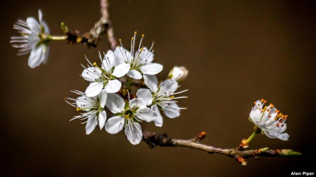 Primavera 2