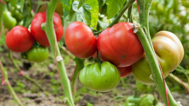 Tomates