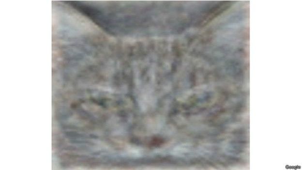 Imagen de un gato
