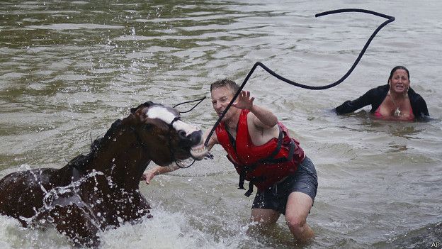 Un caballo es rescatado de una inundación en Houston