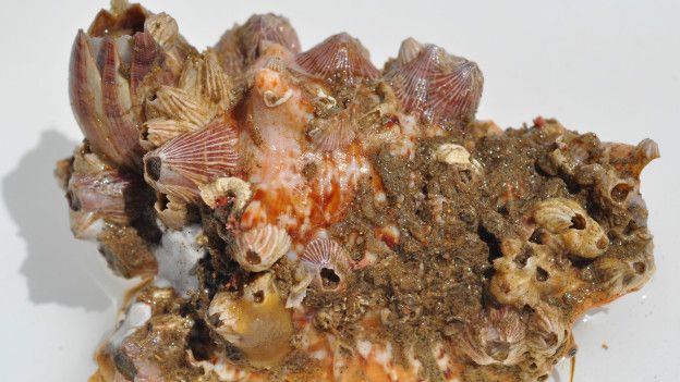 Concha de moluscos cubierta de crustáceos y otras partes de coral