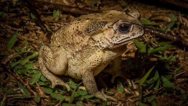 Katak sawah beracun yang dijuluki Bullfrog