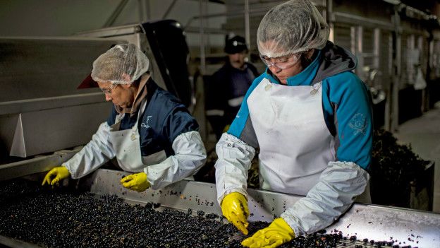 Uvas de Chile