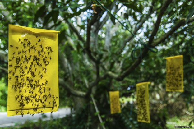 El capó pegajoso de Google funciona como un papel matamoscas, haciendo que el peatón quede adherido al vehículo.