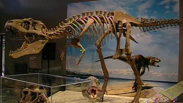 Kerangka Lythronax Argestes