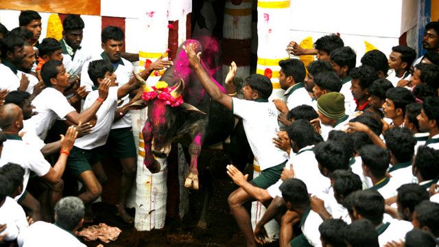 ஜல்லிக்கட்டு