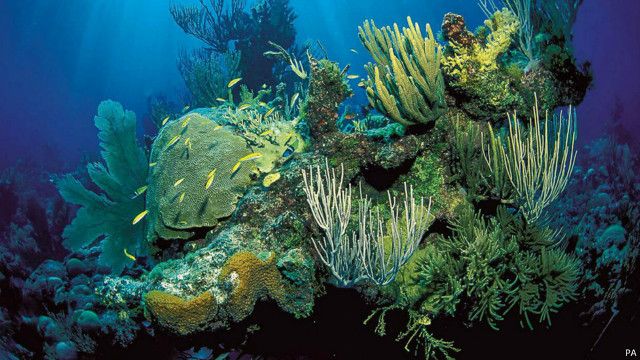 انبعاثات ثاني أكسيد الكربون تهدد الحياة في المحيطات 1 انبعاثات ثاني أكسيد الكربون تهدد الحياة في المحيطات