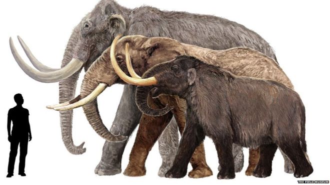  Gambar  Makalah Evolusi Gajah Bukti Gambar  Zaman Purba  di 