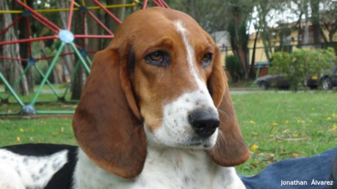 Resultado de imagen para razas caninas colombianas