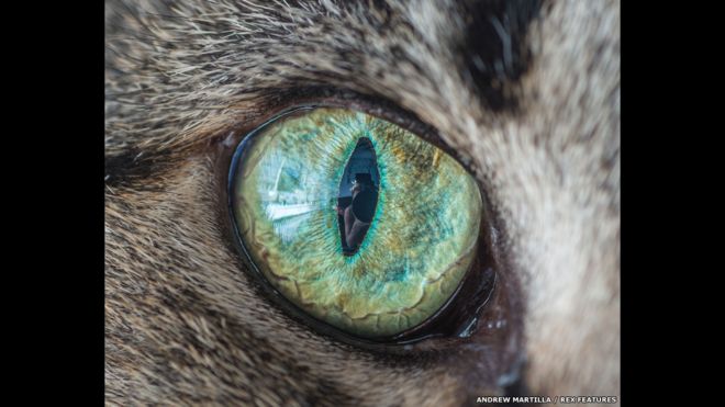 https://ichef-1.bbci.co.uk/news/ws/660/amz/worldservice/live/assets/images/2015/08/24/150824122402_cats-eyes-4.jpg