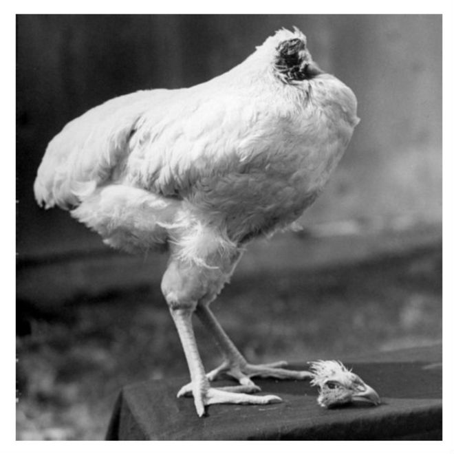 150914104119_headless_chicken_549x549_bbc_nocredit.jpg