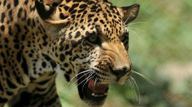jaguar