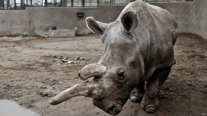 151123064233_white_rhinoceros_624x351_ap.jpg