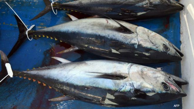 Atunes pescados en Francia. Foto: AFP/Getty