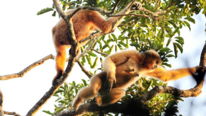 Apes one