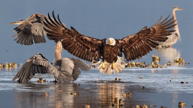Imagen de un águila cabeza blanca.